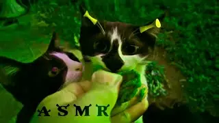 Satisfying Shrek ASMR 🐾😹💚 Funny Kitties