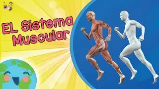 Sitema Muscular Para Niños (Videos Educativos para Niños)