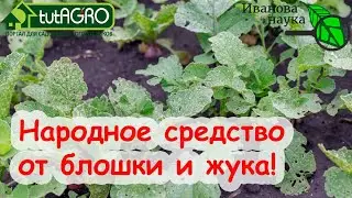 ОТ ЭТОГО СРЕДСТВА УЙДУТ ДАЖЕ БЛОШКИ! ОТ БЛОШКИ И ЖУКА -  НОВОЕ ИСПОЛЬЗОВАНИЕ ИЗВЕСТНОГО СРЕДСТВА.