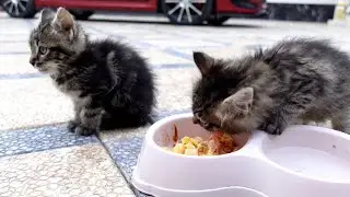 Бедные котята. Которые были брошены на улице.