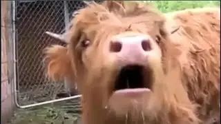 Animals With Autotune Compilation