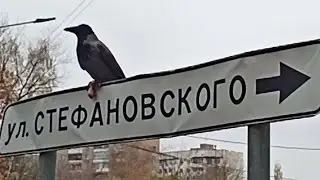 Ворона и сосиска...на Чкаловской