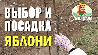 Как посадить яблоню / Правильная посадка саженца весной