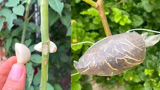 How to make rose branches only have roots on one side