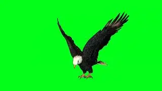 Eagle 🦅 green screen