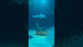 Georgia aquarium #jokeoftheday