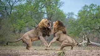 Lion Fights +18