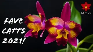 Favorite Cattleya Orchids in 2021 - Must Haves for any Cattleya collection! 🥰