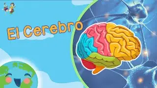 El Cerebro para Niños (Videos Educativos para Niños)