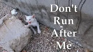 Trying to save an orphan kitten || He asks for a hug after hissing. Part 1