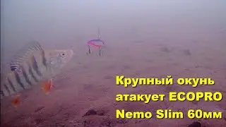 Крупный окунь атакует ECOPRO Nemo Slim 60мм