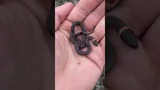 Cute Baby Snake!