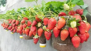 This secret helps me grow super-fruitful strawberries using only plastic bottles