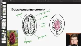 Строение семян Голосеменных | Биология ЕГЭ