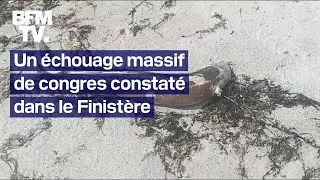 Des centaines de congres s’échouent sur les plages de Bretagne depuis plusieurs jours