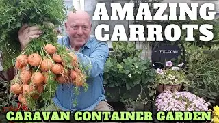 Amazing Carrot Harvest [Container Gardening ]