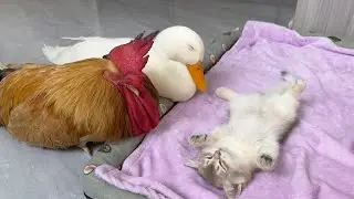 So funny and cute🤣!mother cat invites the rooster and the duck to be the babysitters of the kittens