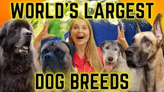 Top 10 Biggest Dog Breeds! | MUST WATCH!!!!