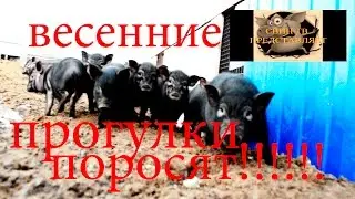 ВАУУУ!!!!!! Маленькие поросята первый раз гуляют.
