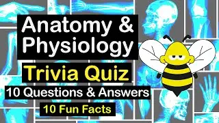 Interesting Anatomy & Physiology Trivia (Human Body Quiz) - 10 Questions & Answers - 10 Fun Facts