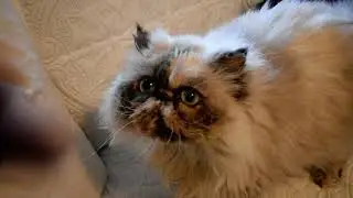 Part 3  - Christmas Meet & Greet our 2 Himalayan Cats and 1 Kitten in our Main Cattery Room