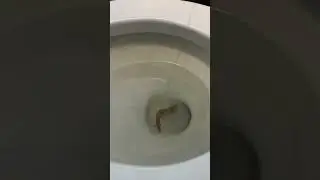 Toilet Fishing 🎣