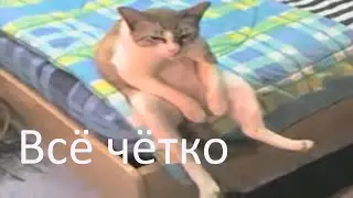 Приколы с котами