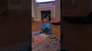 Sassy The Pomsky Puppy Tries To Do The Zoomies But Is To Tired!