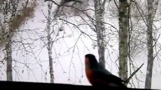 Синички, и не только, лакомятся семечками.