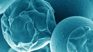 Science Cafe - Biophotonics
