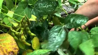 Harvesting Edamame