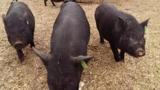Вьетнамские вислобрюхие поросята гуляют / Vietnamese pigs walk