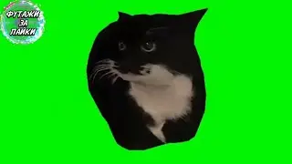 ВРАЩАЮЩИЙСЯ ЧЕРНЫЙ КОТ на ЗЕЛЕНОМ ФОНЕ ФУТАЖ / Spinning cat on green screen