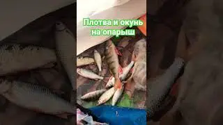 Плотва и окунь на опарыш