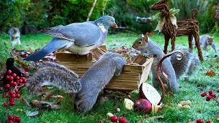 Cat TV ❄️ Birds & Squirrels Unload the Sleigh in the Frost 🛷 Squirrel for cats to watch 4K HDR