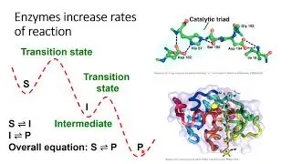 Topic 7.3 - Reaction coordinates of enzymes