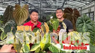 Gorgeous Dark and Colorful ANTHURIUMS For Future Market - Preview Them! @Indoaroid.official