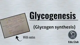 Glycogenesis | Glycogen Synthesis | Glycogen metabolism || Carbohydrate metabolism || Biochemistry