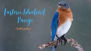 Eastern Bluebird Range / Eastern Bluebird Distribution / Bluebird