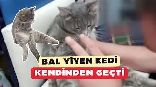 Rize'de bir bakkalda bal yiyen kedi, fenalık geçirdi