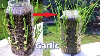 Best Method to Grow Garlic in Plastic Bottle || Grow Indoors Garlic growing Ideas