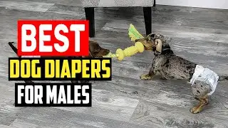 ✅Best dog diapers for males in 2023