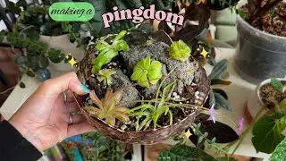 🌱 making a pingdom 🌱 easy diy carnivorous plant display