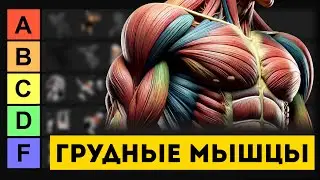 Грудные Мышцы: Рейтинг Упражнений (От Худших к Лучшим)