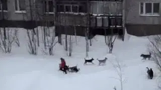 Стая собак напала на ребенка в Магадане