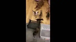 Дорого в теплый дом дошли до кухни Боевые муравьи