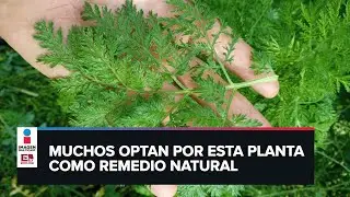 ¿Artemisa, una planta que combate el covid?