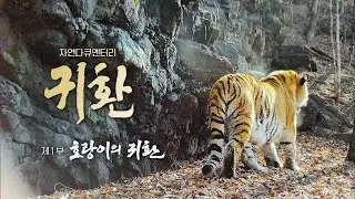 🐅 Return | Tigers and Baekdu Mountain Range | 2023 EBS Nature Documentary