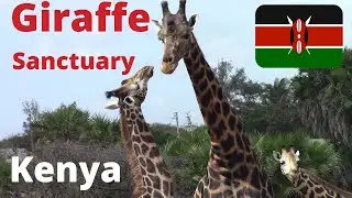 🇰🇪  NGUUNI Nature Sanctuary: Giraffes, Cheap Camping & Birding {Budget Travel Mombasa, KENYA}