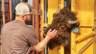 We Bought These Bison...But Are They the Real Deal?
